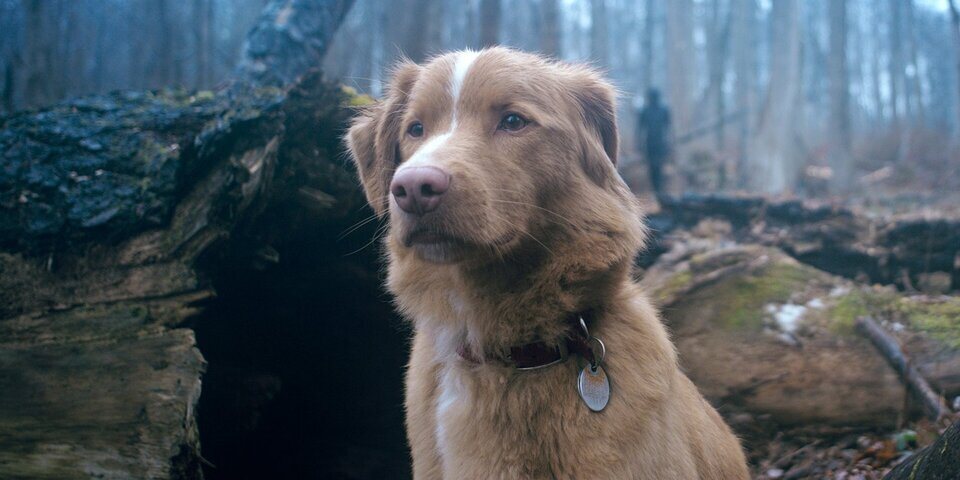 Good Boy