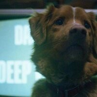 Good Boy
