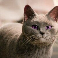 El código de los animales mágicos 3