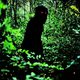 Tío Boonmee recuerda sus vidas pasadas