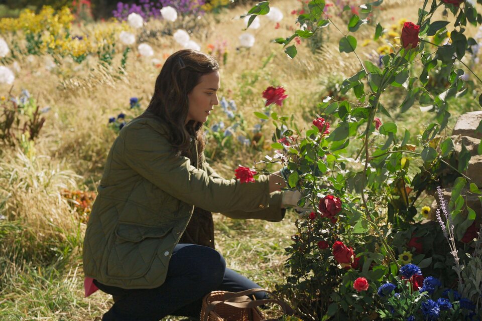 Kentucky Roses