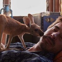 Kangaroo: Una aventura en Australia