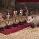 La zarigüeya Heidi se piensa su elección a Mejor Actriz de los Oscar