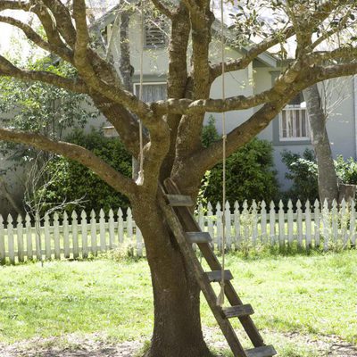 El árbol de la vida
