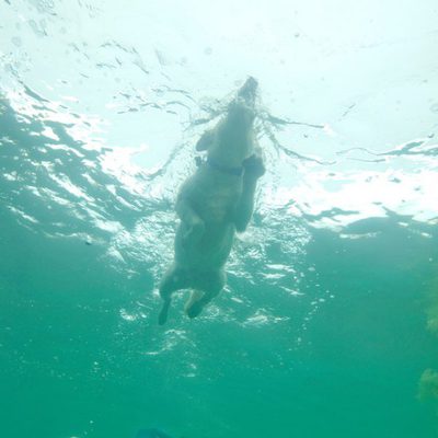 Tiburón 3D: La presa