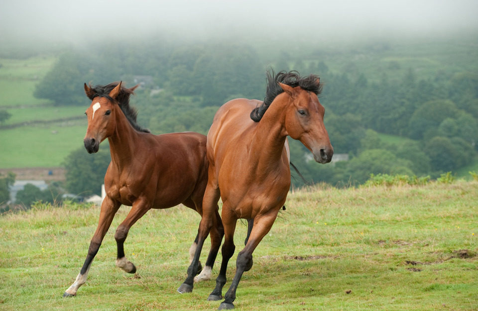 War Horse (Caballo de batalla)