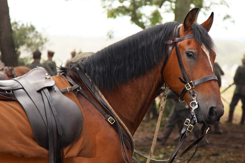 War Horse (Caballo de batalla)