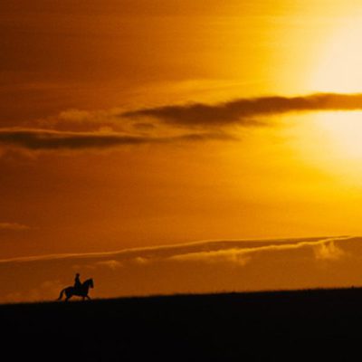 War Horse (Caballo de batalla)