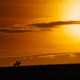 War Horse (Caballo de batalla)