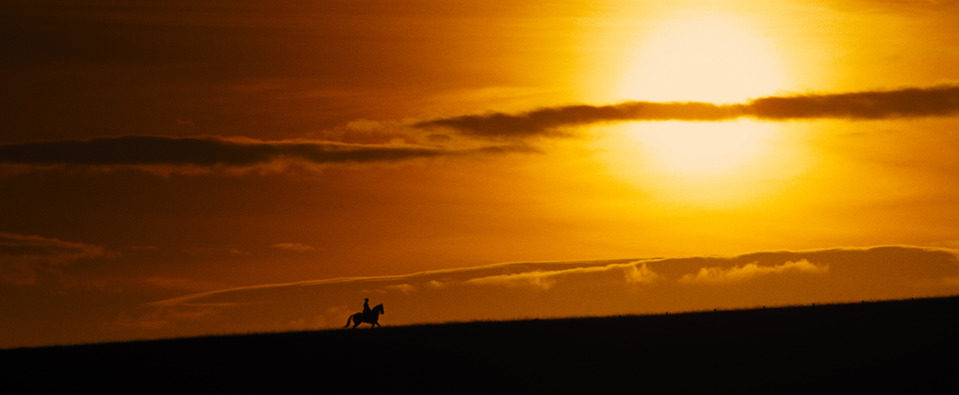 War Horse (Caballo de batalla)