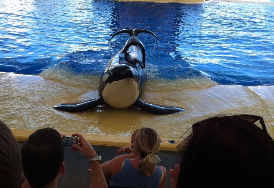 Blackfish