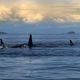 Blackfish