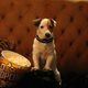 Pancho, el perro millonario