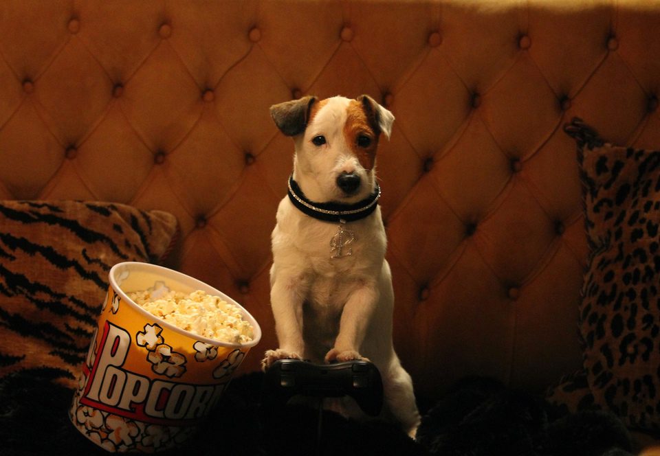 Pancho, el perro millonario