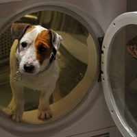 Pancho, el perro millonario