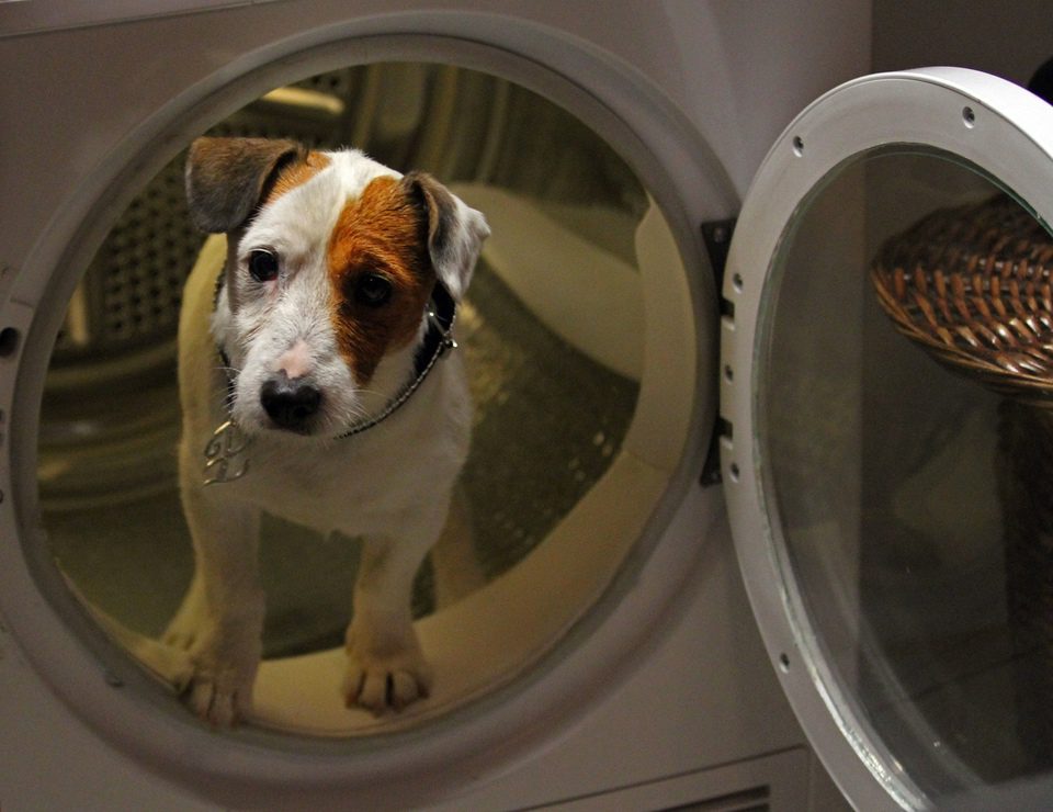Pancho, el perro millonario