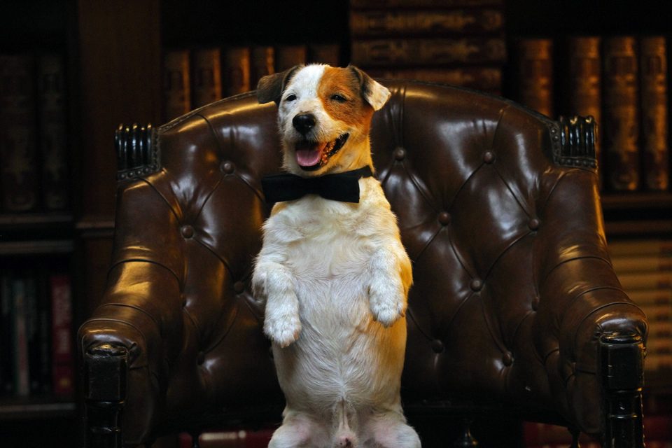 Pancho, el perro millonario
