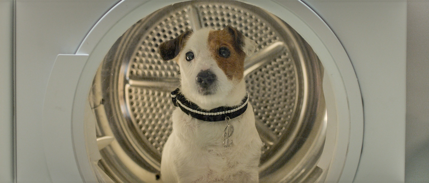 Pancho, el perro millonario