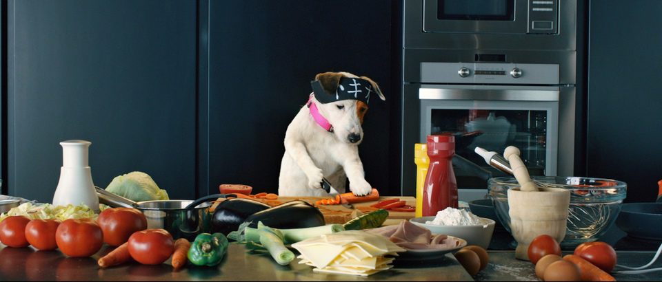 Pancho, el perro millonario