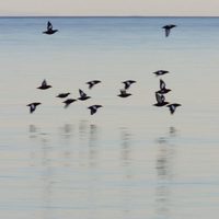 Los reyes del Ártico