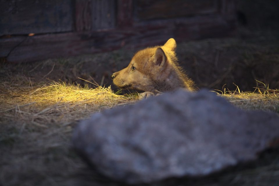 El último lobo