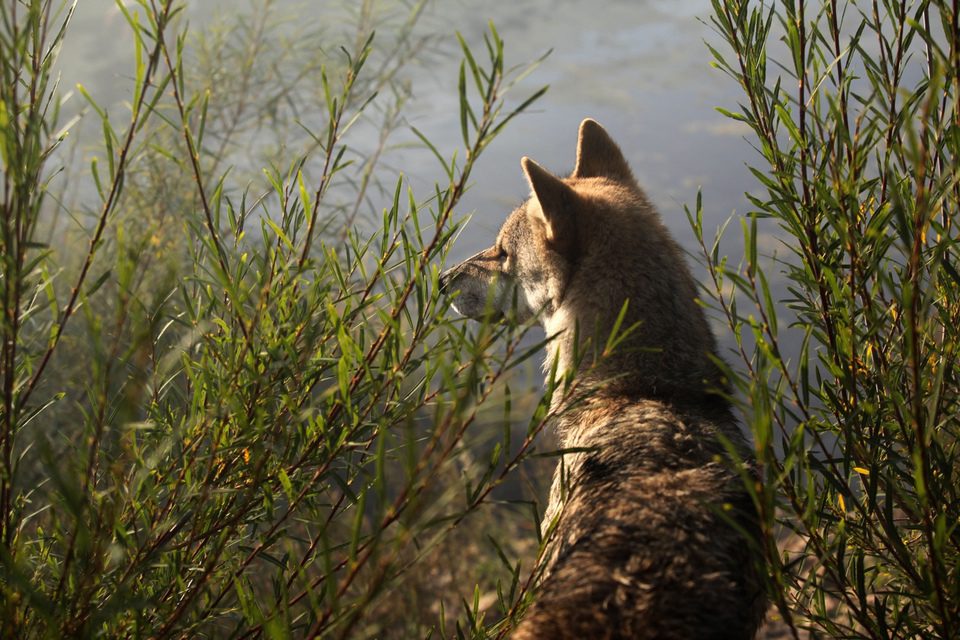 El último lobo