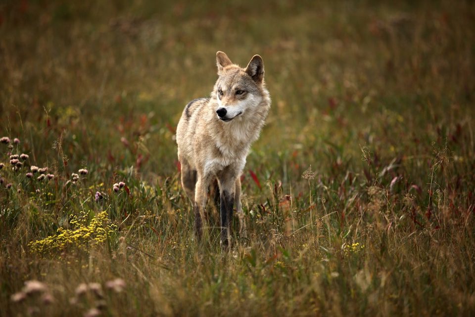 El último lobo