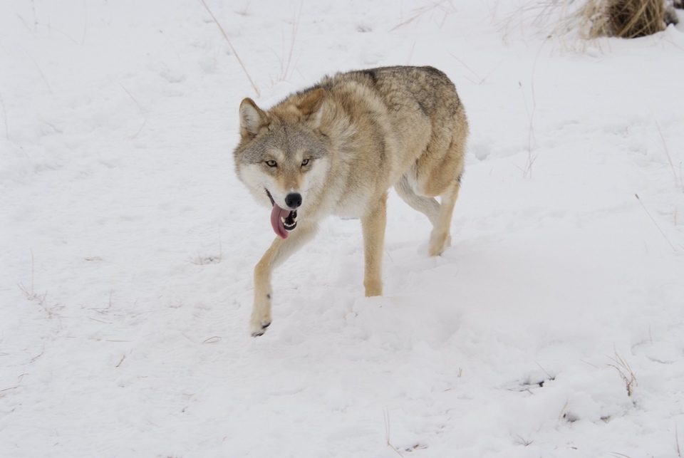 El último lobo