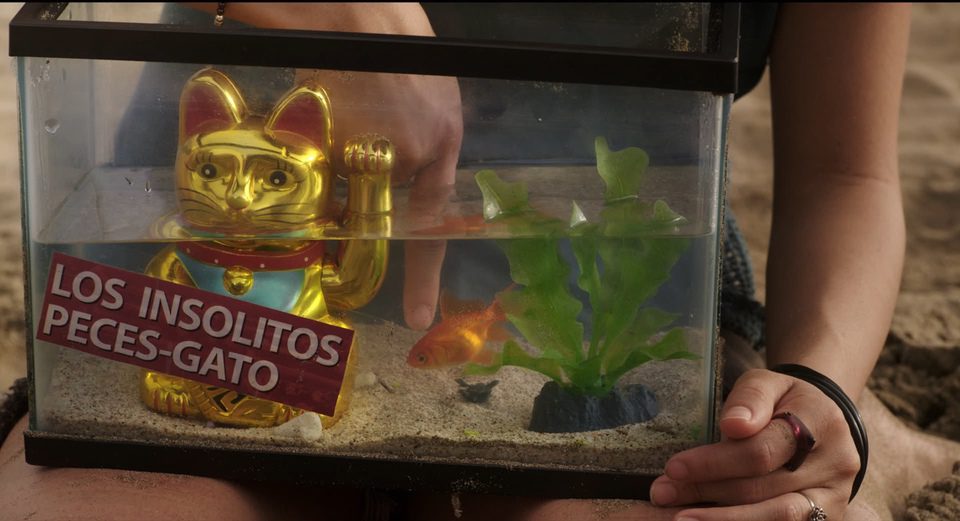 Los insólitos peces gato