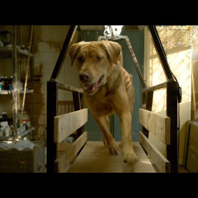 White God (Dios blanco)