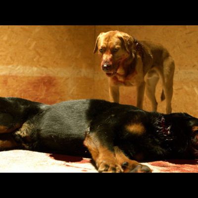 White God (Dios blanco)