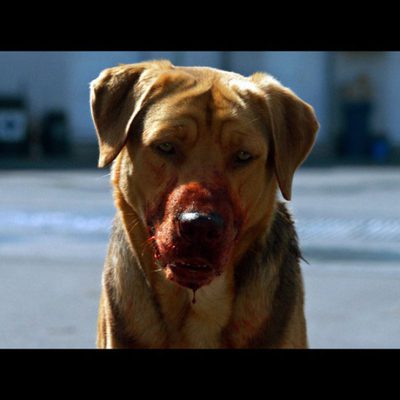 White God (Dios blanco)