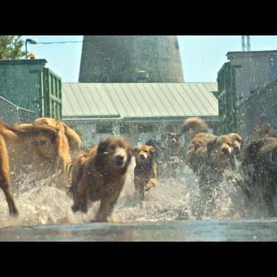 White God (Dios blanco)