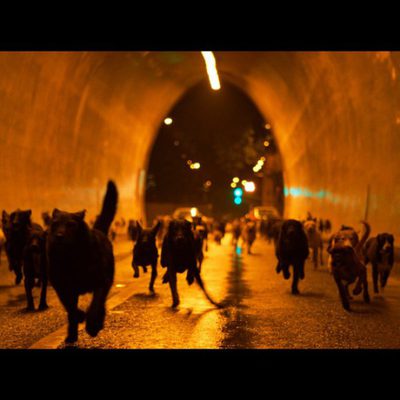 White God (Dios blanco)