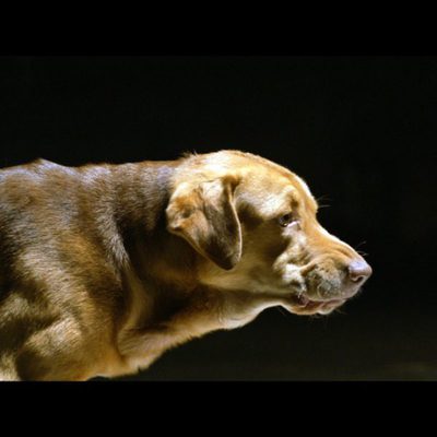 White God (Dios blanco)