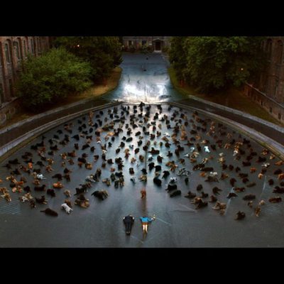 White God (Dios blanco)