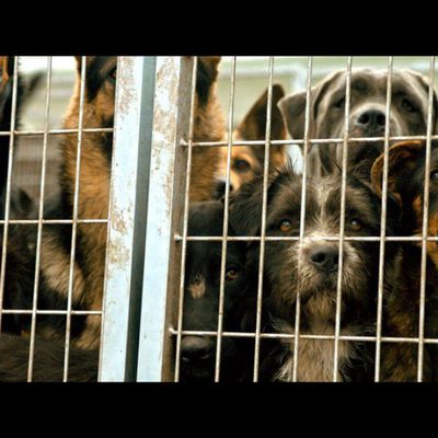 White God (Dios blanco)