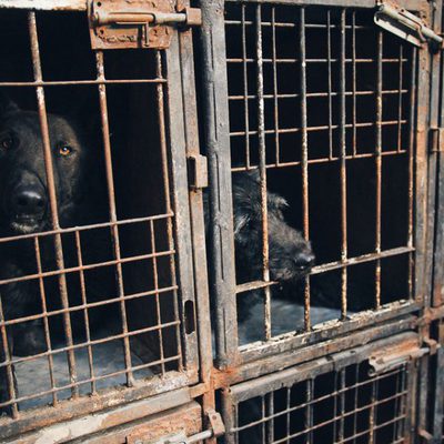 White God (Dios blanco)