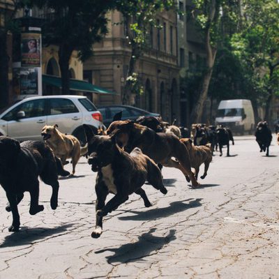 White God (Dios blanco)