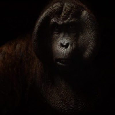 El Libro de la Selva