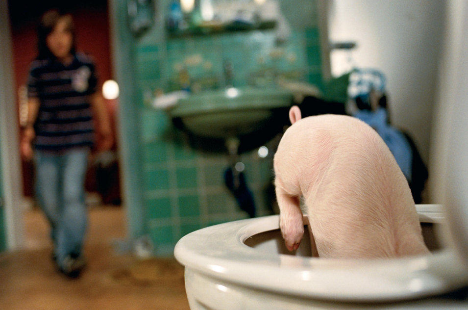 Rudy, el cerdito de carreras 2