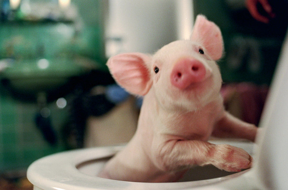Rudy, el cerdito de carreras 2