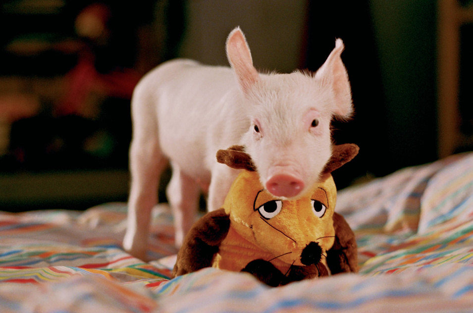 Rudy, el cerdito de carreras 2
