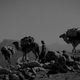 Socotra, la isla de los genios
