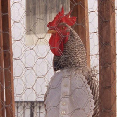 Las mil y una noches Vol. 1 (El inquieto)