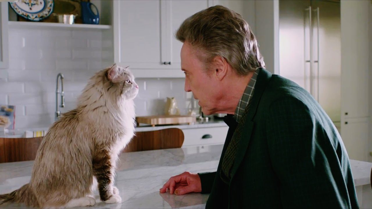 Siete vidas, este gato es un peligro