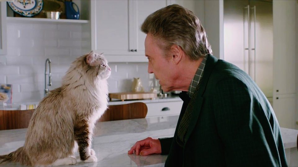 Siete vidas, este gato es un peligro