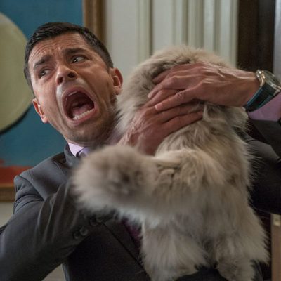 Siete vidas, este gato es un peligro