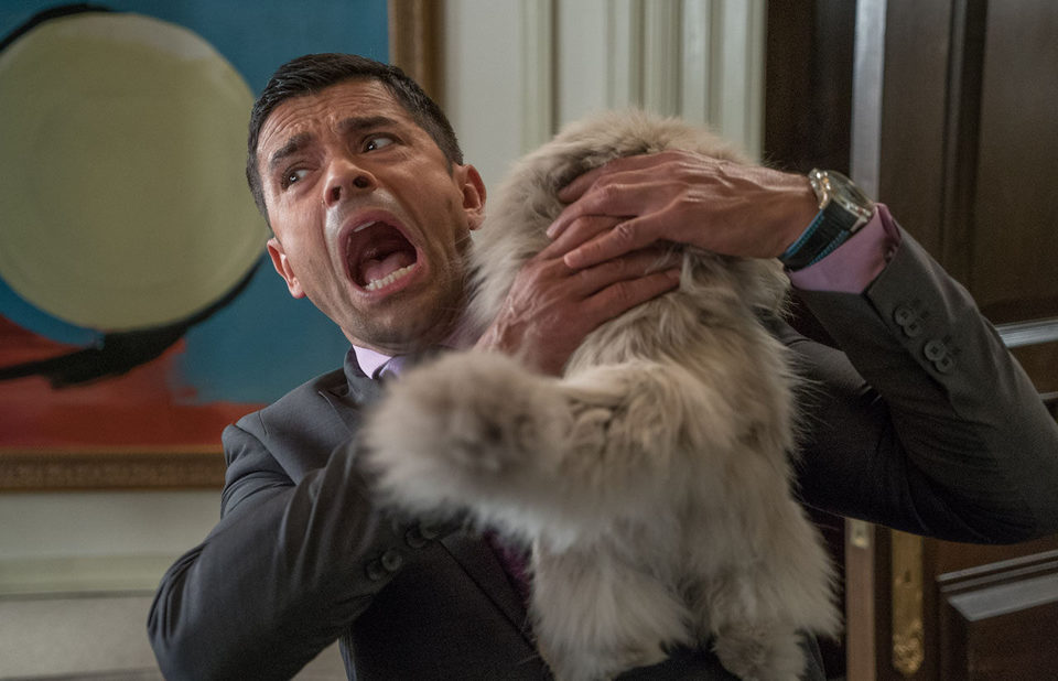 Siete vidas, este gato es un peligro