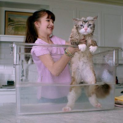 Siete vidas, este gato es un peligro